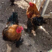 جوجه برهما زیر مرغی و خروس برهما بیگ سایز|حیوانات مزرعه|سلفچگان, |دیوار