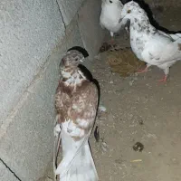 کبوتر دورگ|پرنده|کلاله, |دیوار