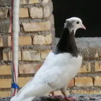 توقی نر