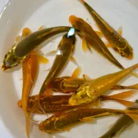 ماهی کوی رنگ زرد کمیاب و خاص سایز ۲۰ سانتی