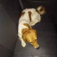 واگذاری سگ خانگی|سگ|شاهین‌شهر, عطار|دیوار