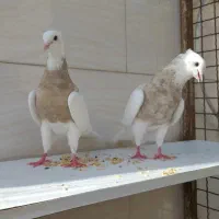 کبوتر طوقی ناب