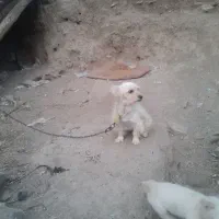 پاکوتاه
