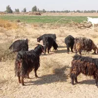 بزماده|حیوانات مزرعه|هیرمند, |دیوار