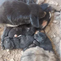 سگ پاکوتاه ژرمن باهوش