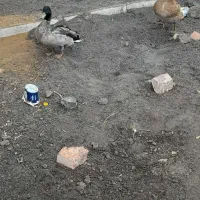 اردک نر پروازی|حیوانات مزرعه|بیستون, |دیوار