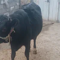 نوبر هلشتاین