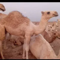 گوشت شتر درجه یک به شرط نر جوان