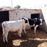 دو عدد تلیسه|حیوانات مزرعه|تربت جام, جلگه موسی آباد|دیوار