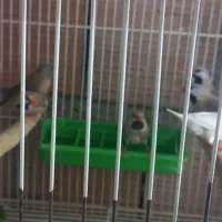 فنچ کرواتی مولد|پرنده|آزادشهر, |دیوار