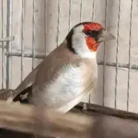 سهره نر جفتی سهره وقناری