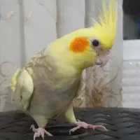 عروس هلندی نر|پرنده|شاهدشهر, |دیوار