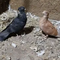 کبوتر
