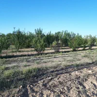 فروش فوری ۱۰۰۰مترباغ فنس کشی احمد آباد|فروش زمین و ملک کلنگی|اراک, |دیوار