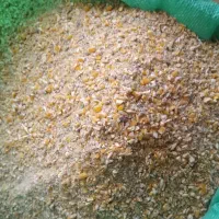 دان مرغ گوشتی و تخم گذارصنعتی(ماهی.گاو.گوسفند)|حیوانات مزرعه|رشت, احمد گوراب|دیوار