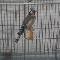 سهره جوجه قفس ۱ سال و نیم معاوضه با سهره قناری