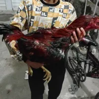 خروس‌لاری‌به‌فروش‌میرسد