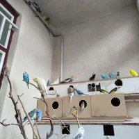 جفت مرغ عشق و عروس هلندی