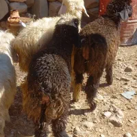 ۳بره|حیوانات مزرعه|اندیکا, |دیوار