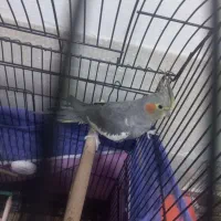 عروس هلندی|پرنده|کردکوی, |دیوار