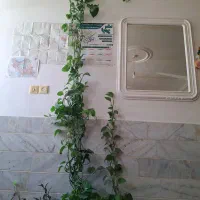 گل پتوس|گل و گیاه طبیعی|بیرجند, |دیوار