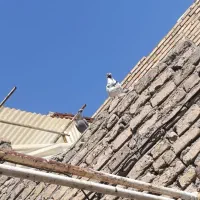 هم پرش هم جوجه کشی