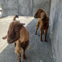 چپشت|حیوانات مزرعه|گوهران, |دیوار