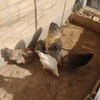 مرغ وخروس|حیوانات مزرعه|بروجن, |دیوار