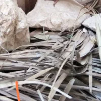 مرغ  نر و ماده خورموج