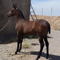 اسب فروشی|اسب و تجهیزات اسبسواری|اردکان, |دیوار