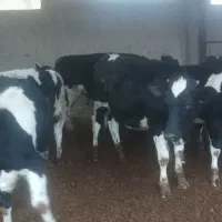 فروش ۱۱ راس گوساله ماده