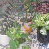 گل طبیعی