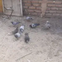 ۱۱ عدد جوجه|پرنده|تربت جام, حافظ|دیوار