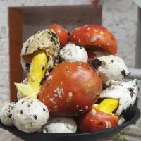 قارچ جنگلی|خوردنی و آشامیدنی|رشت, پل تالشان|دیوار