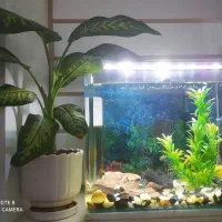 آکواریوم شیشه خم شرکتی