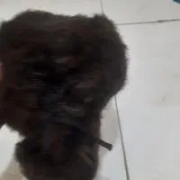 کلاه پشمی نو کلا یه بار سر شده دارای جیب مخفی