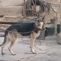 سگ نژاددار|سگ|شهریار, شهرک بهاران (ویره)|دیوار