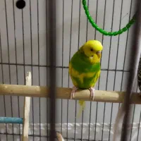 مرغ عشق نرزیبا