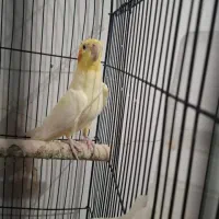 عروس هلندی ماده