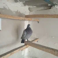 کبوتر پلاکی مسافتی سرعتی|پرنده|اصفهان, عاشق‌آباد|دیوار
