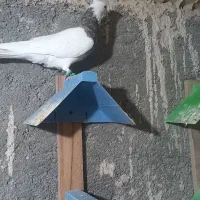 طوقی وکله سیاه|پرنده|خرمشهر, |دیوار