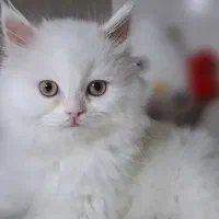 فروش بچه گربه نژاد پرشین