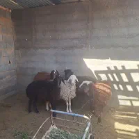 بره نر افشار