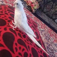 عروس هلندی فوق دستی