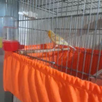 قناری نرقرص قرص|پرنده|پاکدشت, شهرک امام رضا|دیوار