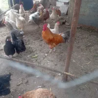 خروس|حیوانات مزرعه|کلاچای, |دیوار