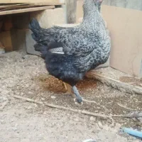 مرغ برهما ویاندوت آمریکایی|حیوانات مزرعه|ایوان, |دیوار