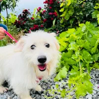 سگ.|سگ|اراک, |دیوار