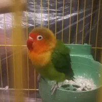 طوطی برزیلی بالغ