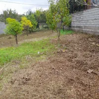 تمیزکردن باغ|خدمات باغبانی و درختکاری|آمل, |دیوار